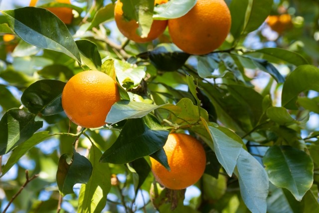 ビターオレンジとは？種類や効能・精油の活用方法を紹介｜アロマテラピー 精油のプロフィール