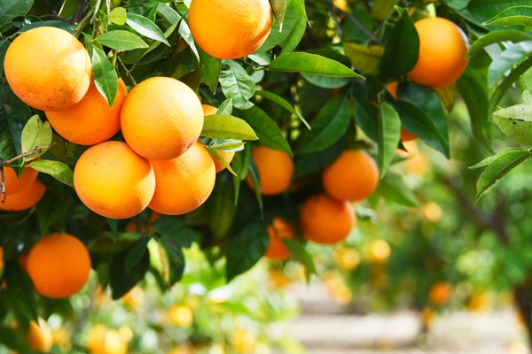 スイートオレンジとは？種類や効能・精油の活用方法を紹介｜アロマテラピー 精油のプロフィール